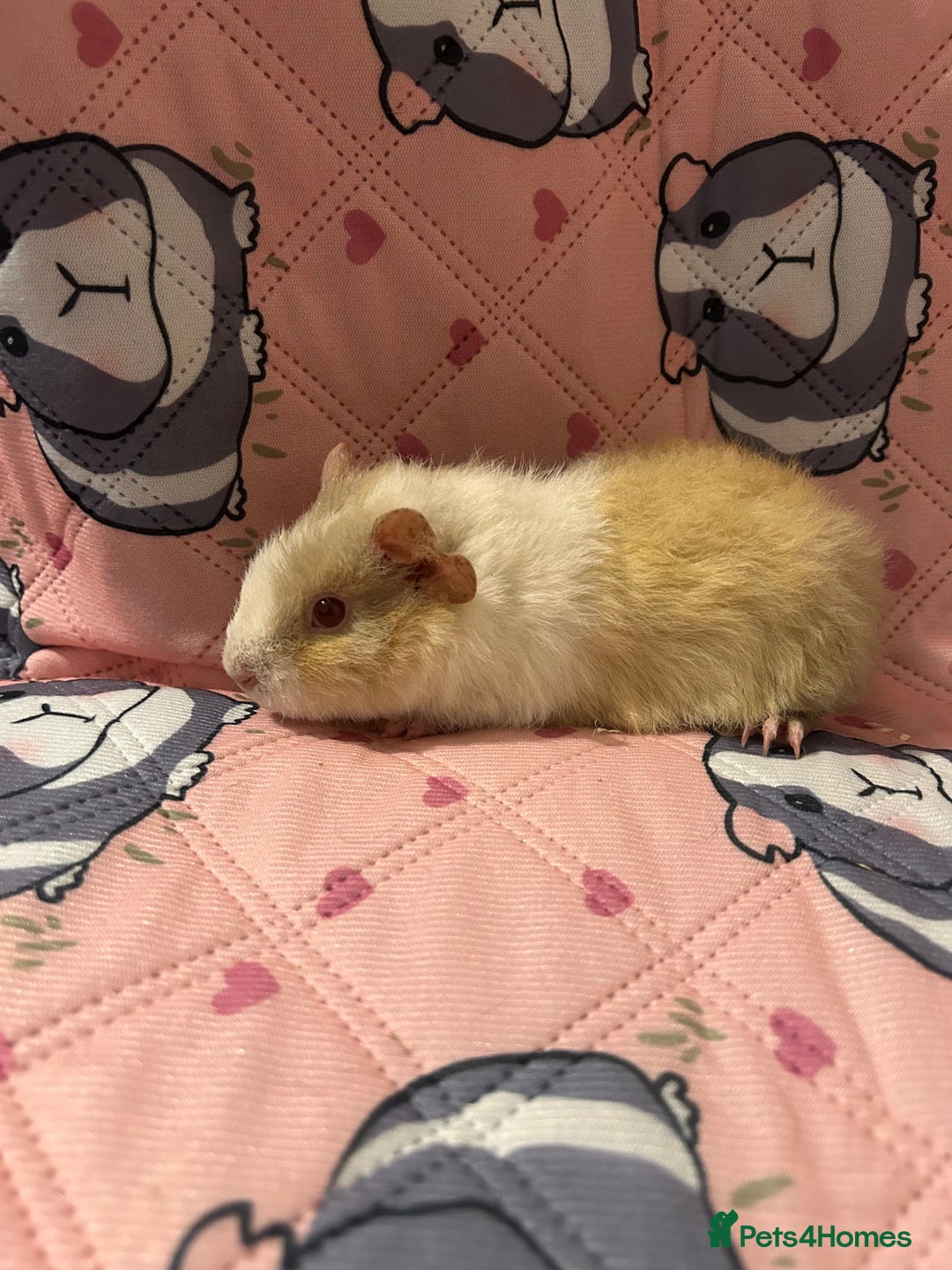 Guinea Pig rodents for sale: Lovely Teddy and Coronet baby guinea pigs  - Advert 7