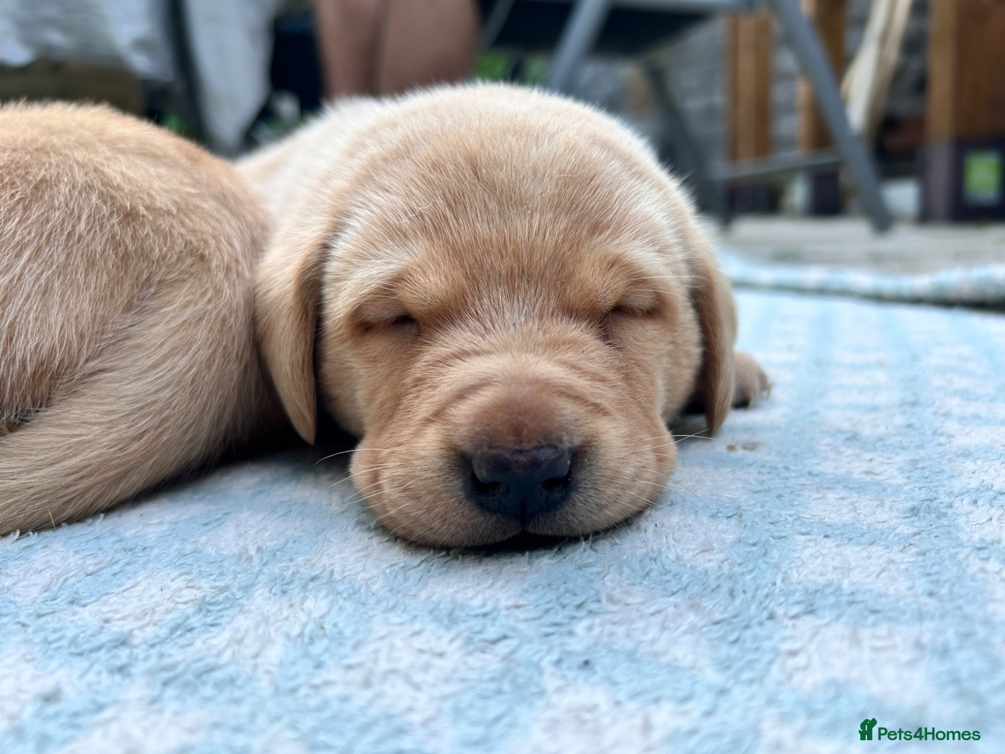 Labrador Retriever dogs for sale: KC Registered Rex Fox Labrador Puppies in Brecon - Advert 3