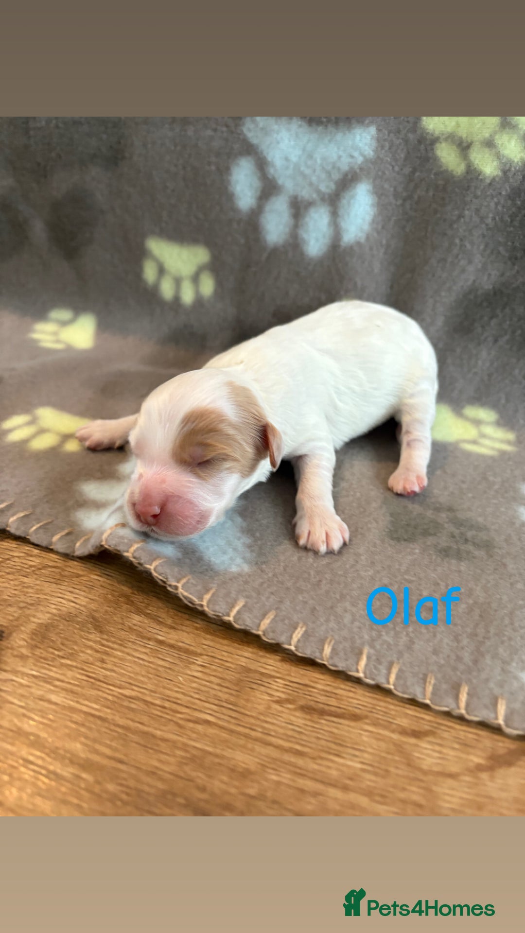 Cockapoo dogs for sale: 🐶🐾Cockapoo puppies 🐶🐾 - Advert 16