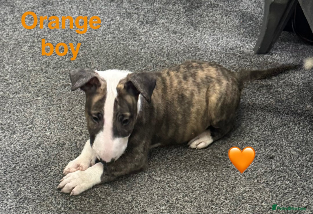 English Bull Terrier dogs for sale: 5 stunning English bull terrier boys  - Advert 7