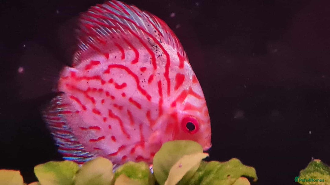 Discus fish for sale: Discuss fish for sale - Image 3