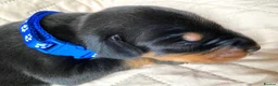 Dobermann dogs for sale: KC REGISTERED DOBERMAN PUPS - Advert 19