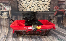 German Shepherd dogs for sale: German Shepherd pups Black&Sable..stunning litter! - Advert 5