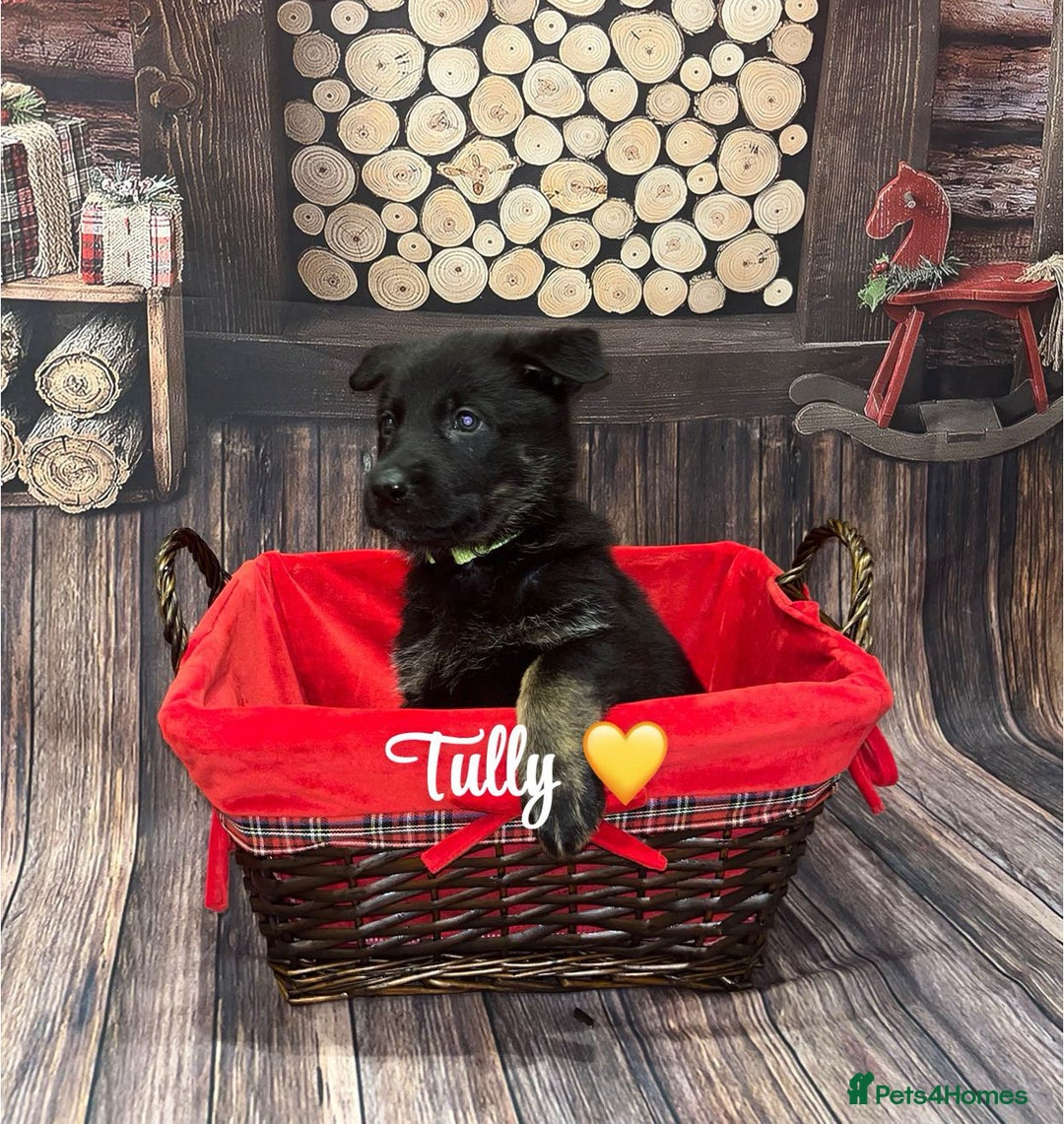 German Shepherd dogs for sale: German Shepherd pups Black&Sable..stunning litter! - Advert 5