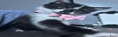 Domestic Shorthair Kitten 2