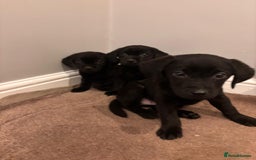 Labrador Retriever dogs for sale: Fabulous Labrador puppies  - Advert 16
