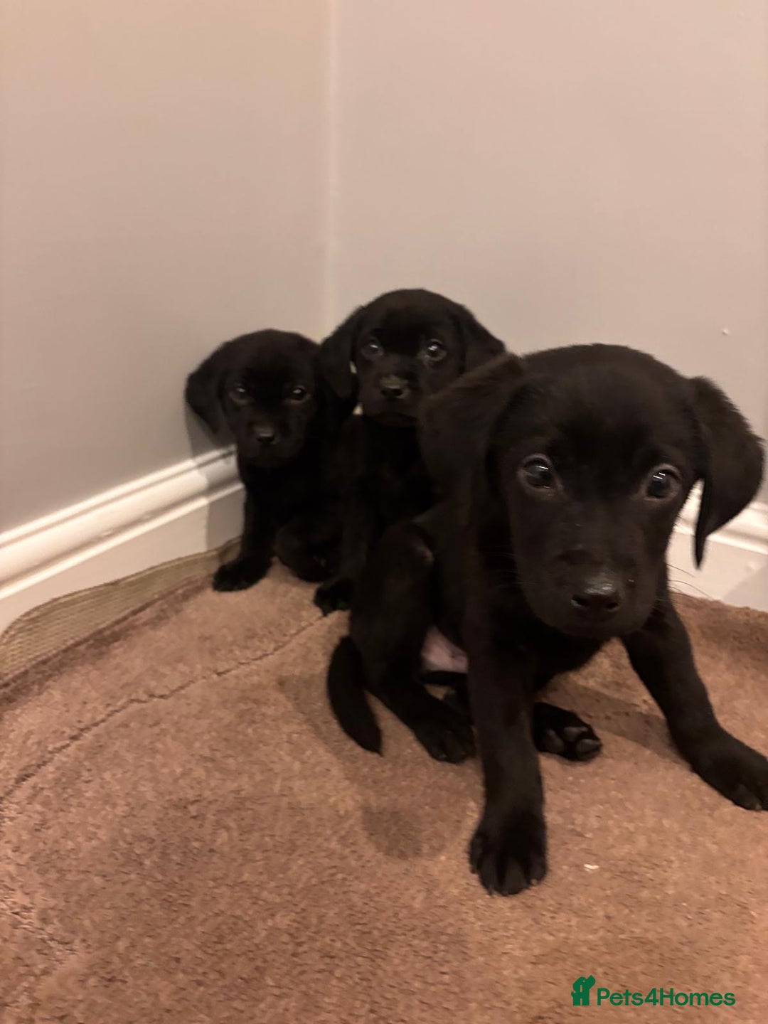 Labrador Retriever dogs for sale: Fabulous Labrador puppies  - Advert 16