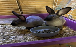 Mixed Breed rabbits for sale: 8-9 week old bunnies for sale 🐰 - Image 4