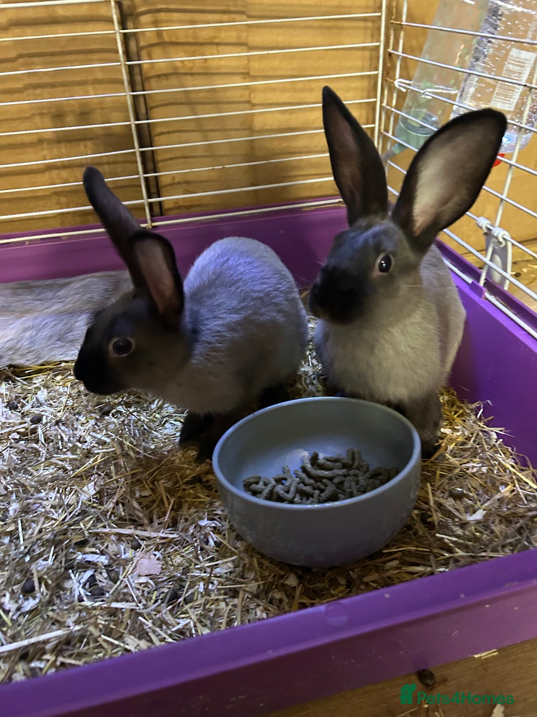 Mixed Breed rabbits for sale: 8-9 week old bunnies for sale 🐰 - Image 4