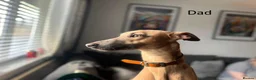 Whippet dogs for sale: Fawn Whippet puppys - Advert 6