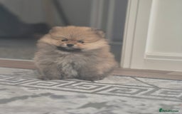 Pomeranian dogs for sale: Pomeranian  - Image 2