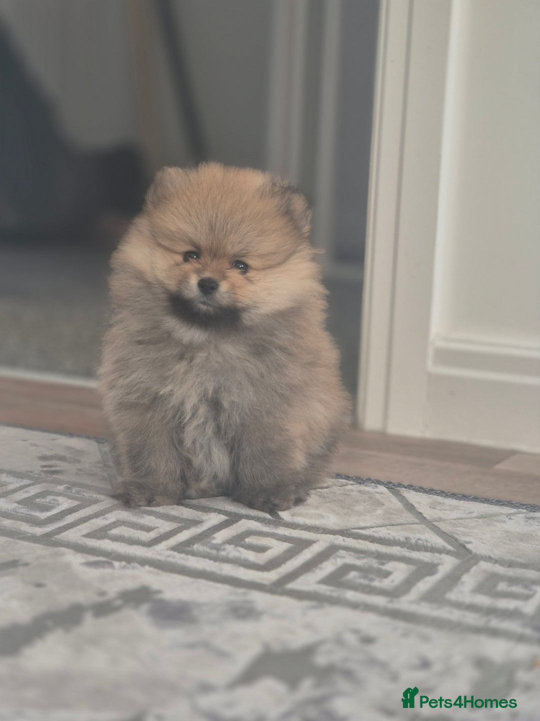 Pomeranian dogs for sale: Pomeranian  - Image 2