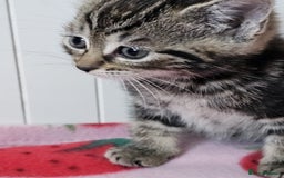 Mixed Breed cats for sale: Two beautiful litters of kittens😻🐱😹 - Image 13