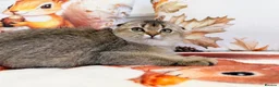 Scottish Fold cats for sale: 🐱✨ Beautiful Golden Scottish Fold Kitten - Advert 6