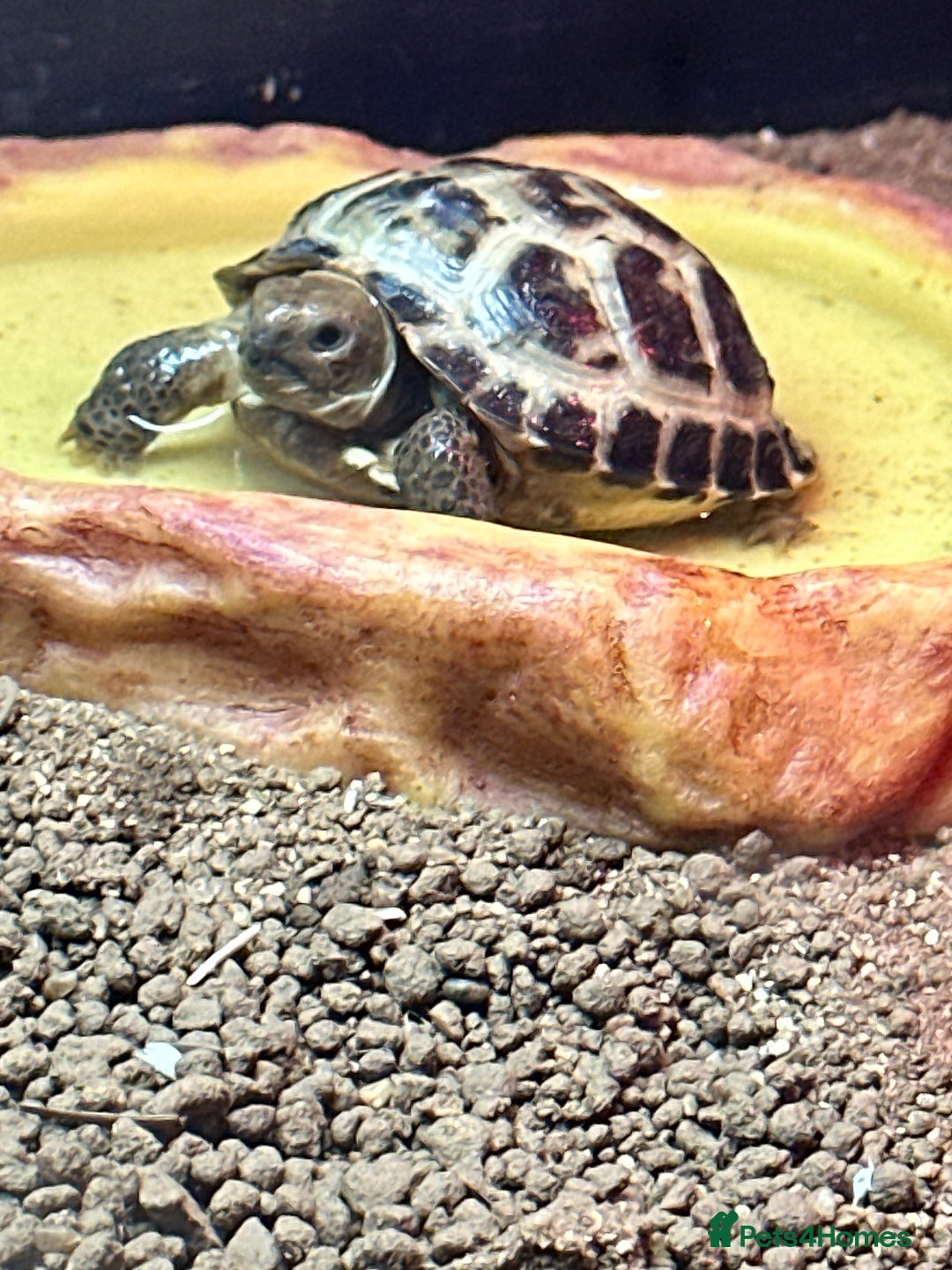 Tortoise reptiles for sale: Horsefield tortoise approx 2 years old - Image 4