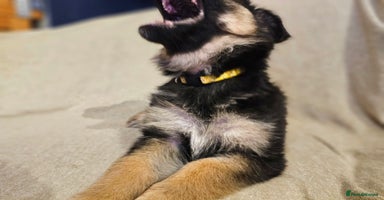 German Shepherd dogs - Advert 5