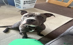 American Bully dogs for sale: Pocket Bully - Image 2