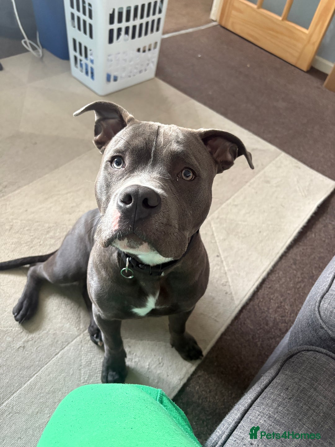 American Bully dogs for sale: Pocket Bully - Image 2