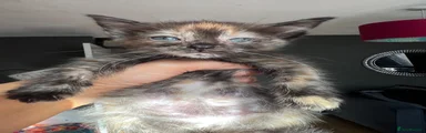 Ragdoll 5
