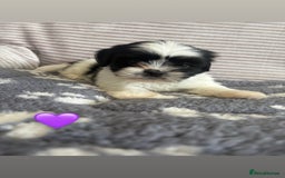 Lhasa Apso dogs for sale: Lhasa apso Last pup  - Image 3