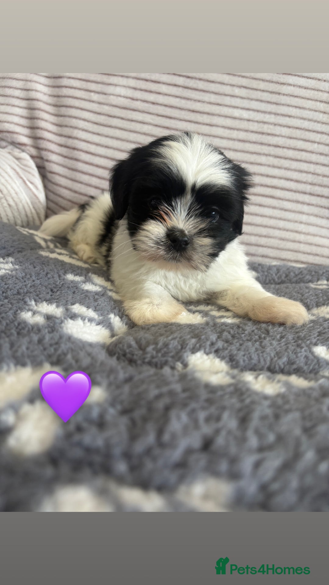 Lhasa Apso dogs for sale: Lhasa apso Last pup  - Image 3