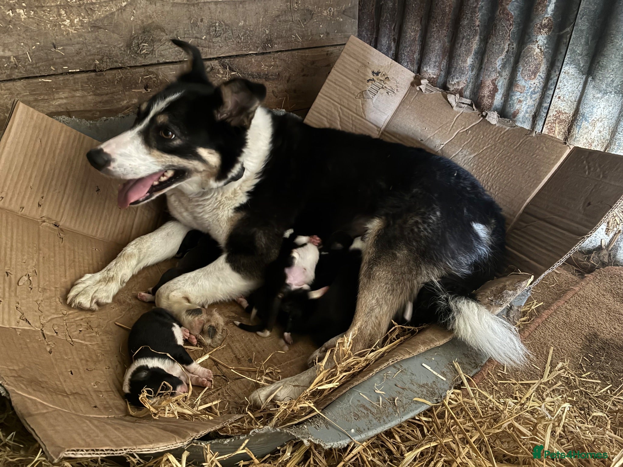 Border Collie dogs Border Collie Pups - Farm reared from working dogs - Advert 1