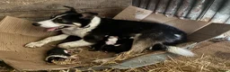 Border Collie dogs for sale: Border Collie Pups - Farm reared from working dogs - Advert 1