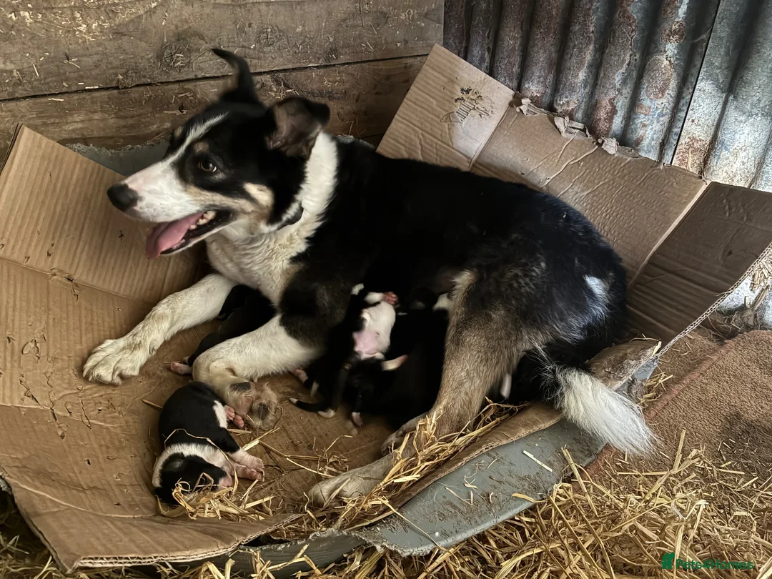 Border Collie dogs for sale: Border Collie Pups - Farm reared from working dogs - Advert 1