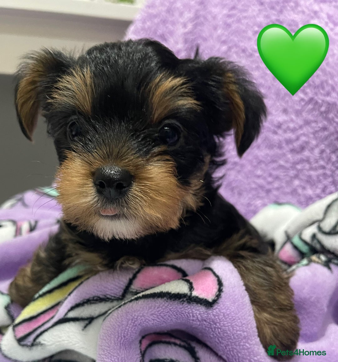 Yorkshire Terrier dogs for sale: Mini Yorkshire Terrier puppies - Advert 4