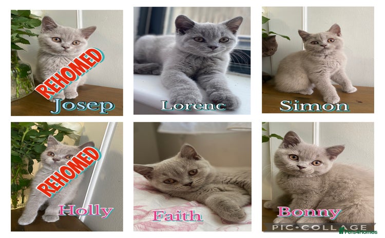 British Shorthair cats - Advert 2