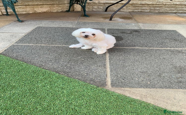 Maltese dogs - Advert 15