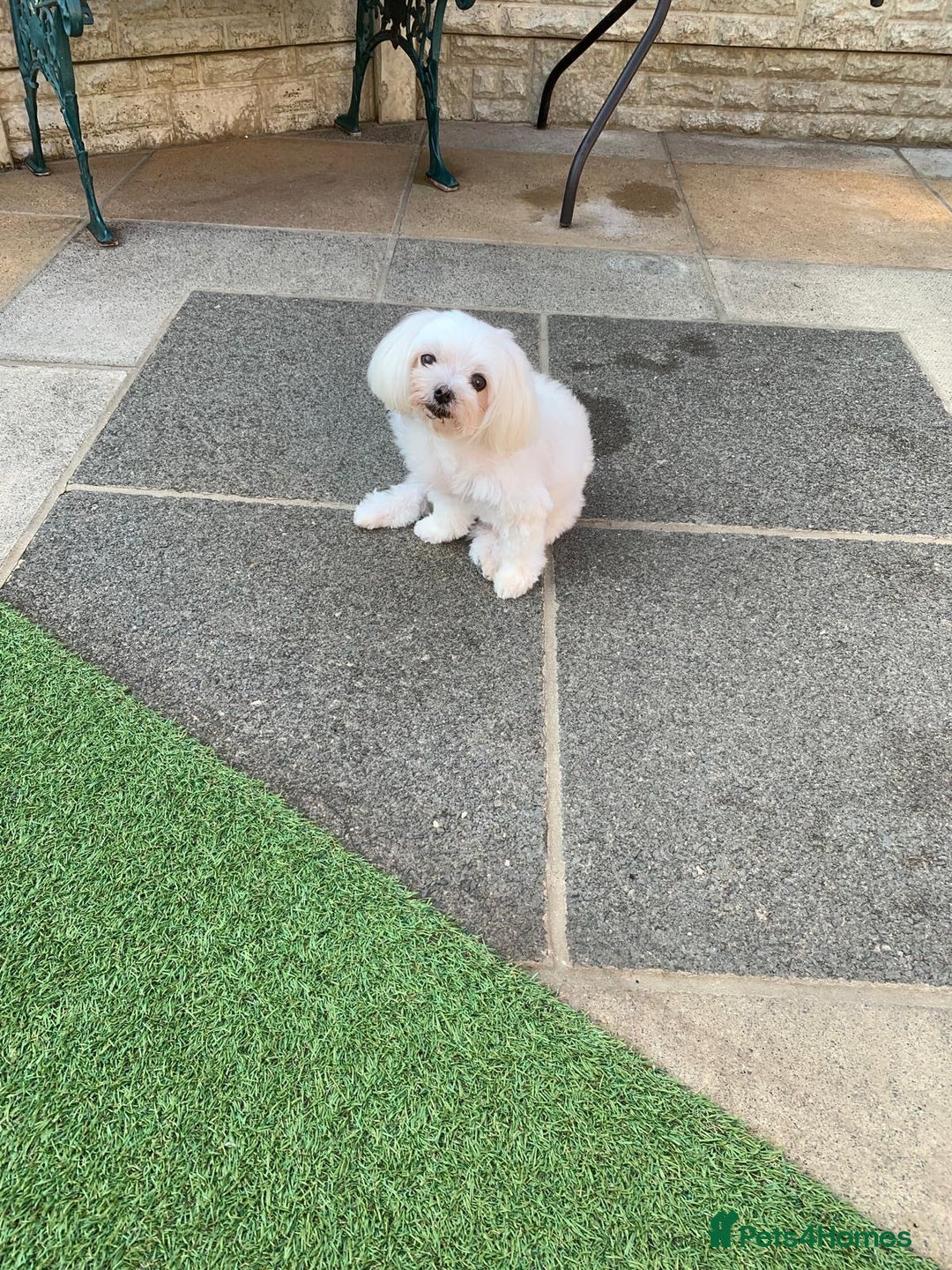 Maltese dogs for sale: Stunning princess looking for a new home!  - Image 1