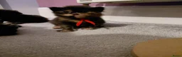 Maine Coon cats for sale: Beautiful 1st litter of maine coon kittens - Advert 4