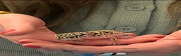 Leopard Gecko reptiles for sale: Leopard gecko for sale - Advert 3