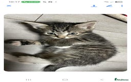 Mixed Breed cats for sale: Gorgeous kittens  - Image 18