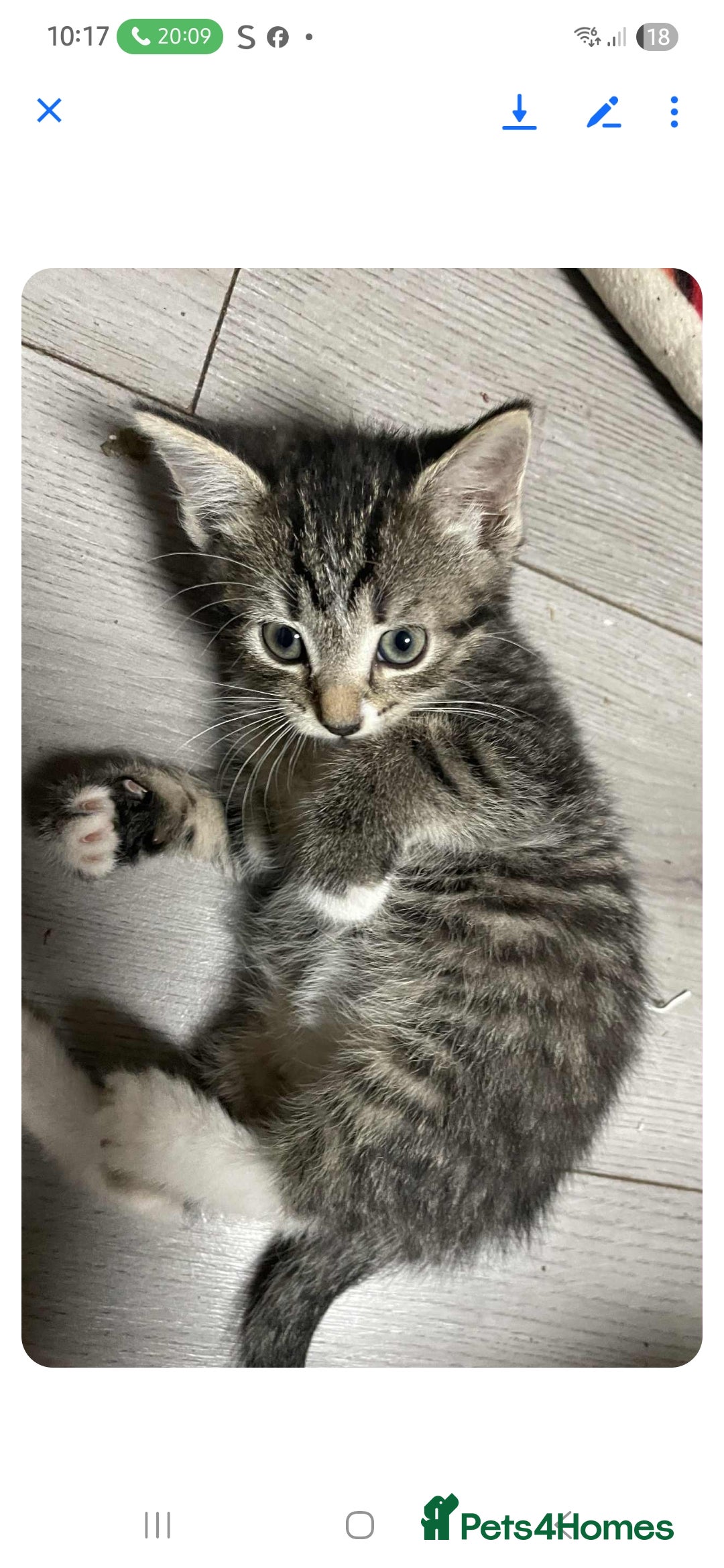 Mixed Breed cats for sale: Gorgeous kittens  - Image 18