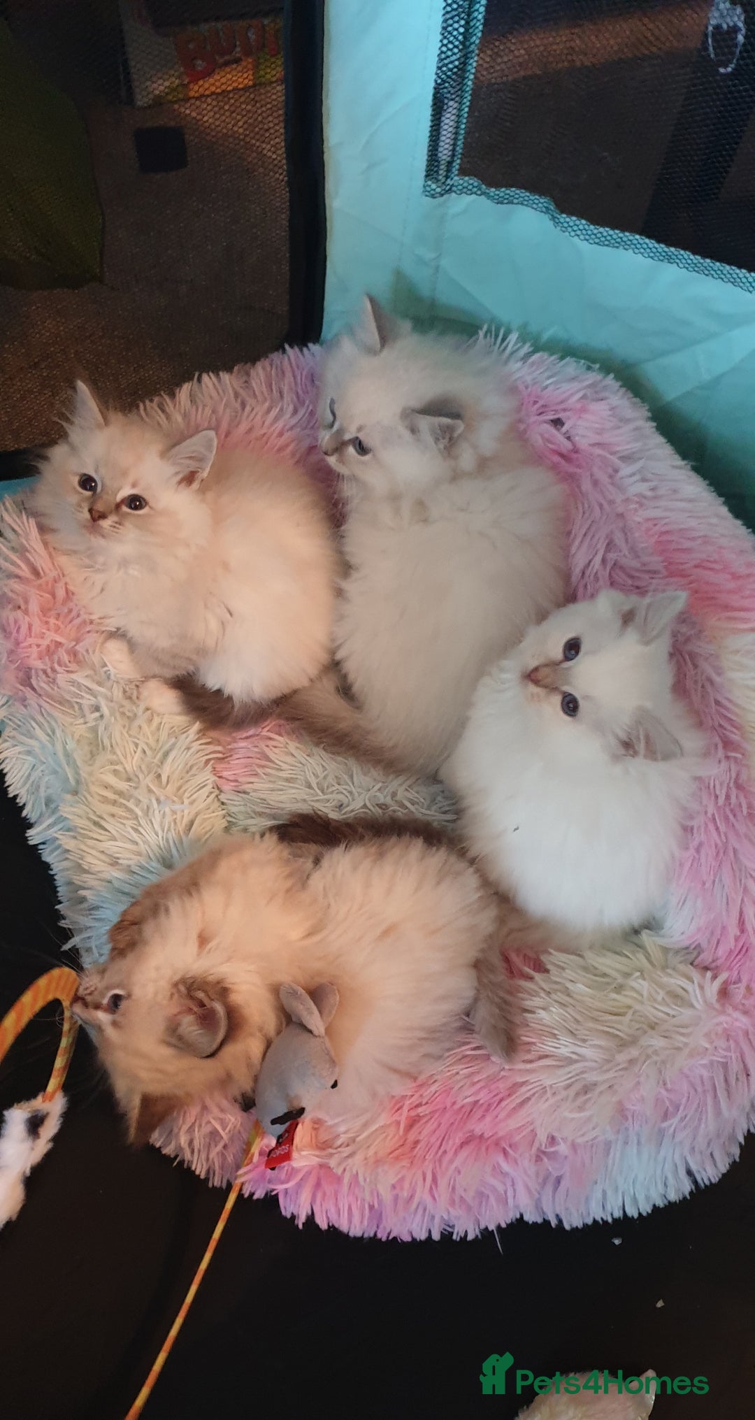 Ragdoll cats for sale: Absolutely Stunning GCCF Registered Kittens. - Advert 4