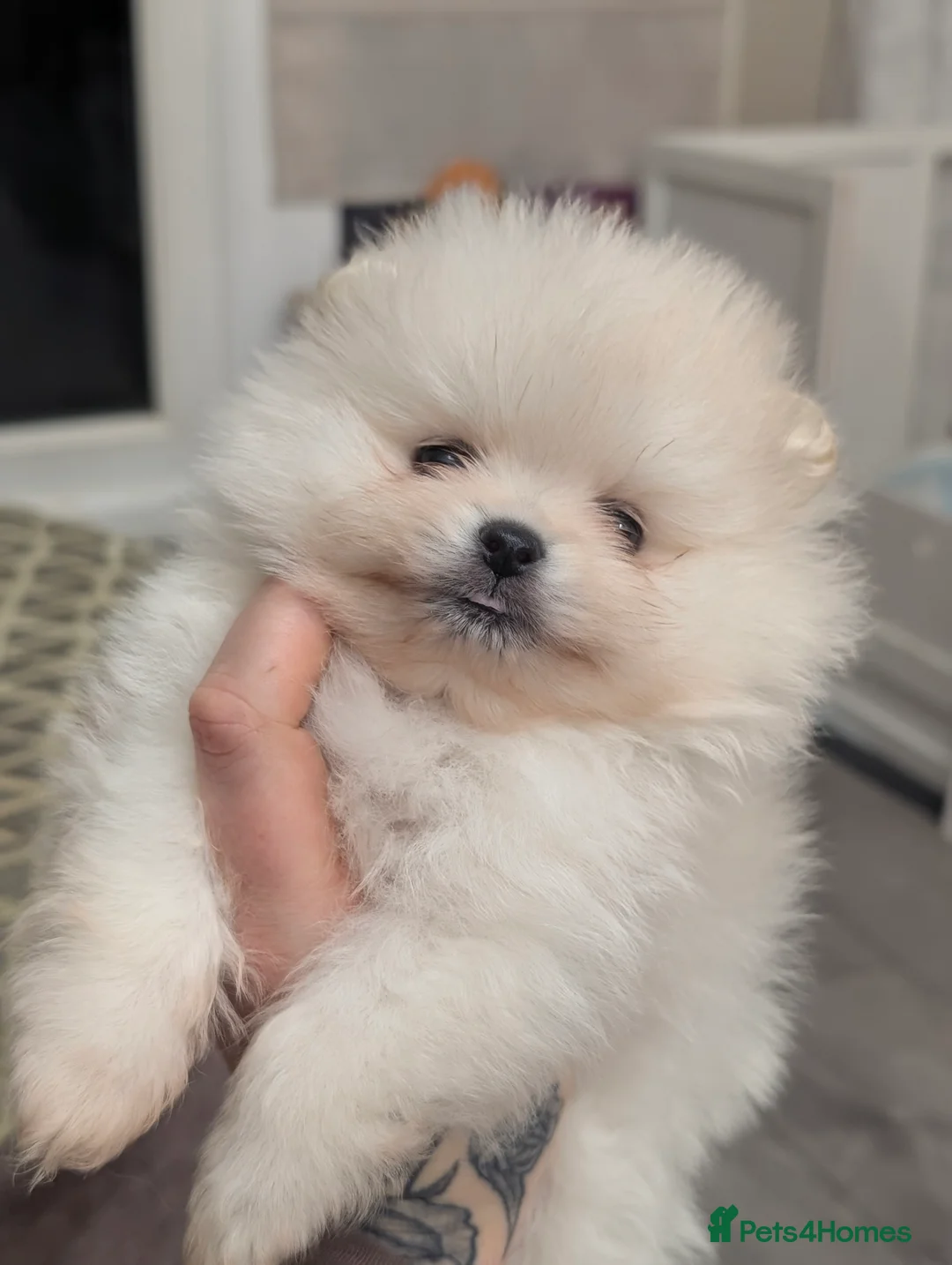 Pomeranian dogs for sale: Beautiful tiny Pomeranian girls  ONE LEFT  - Advert 35