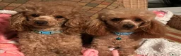 Miniature Poodle dogs for stud: KCd Red Miniature poodle standing at stud  - Advert 6