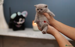 British Shorthair cats for sale: 🐾 Pedigree Lilac BSH Boy & Girl – Ready Soon! - Image 4