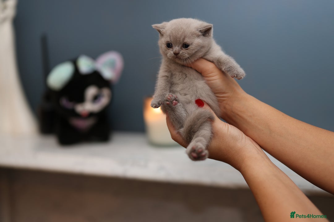 British Shorthair cats for sale: 🐾 Pedigree Lilac BSH Boy & Girl – Ready Soon! - Image 4