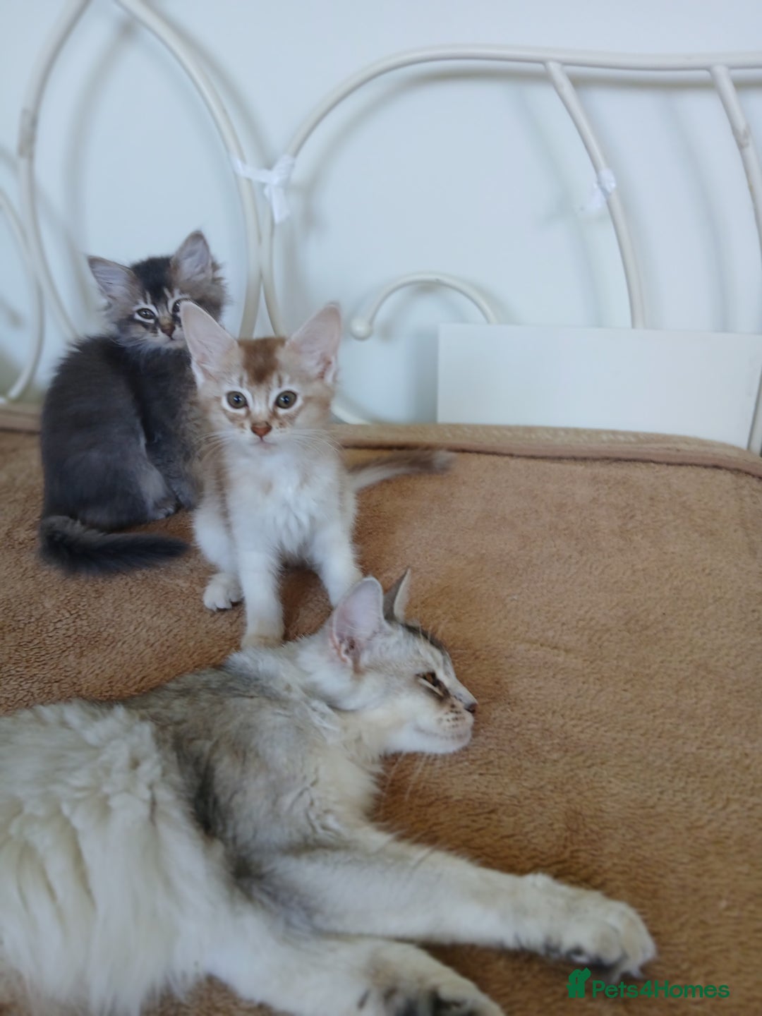 Somali cats for sale: Somali Kittens - Image 3