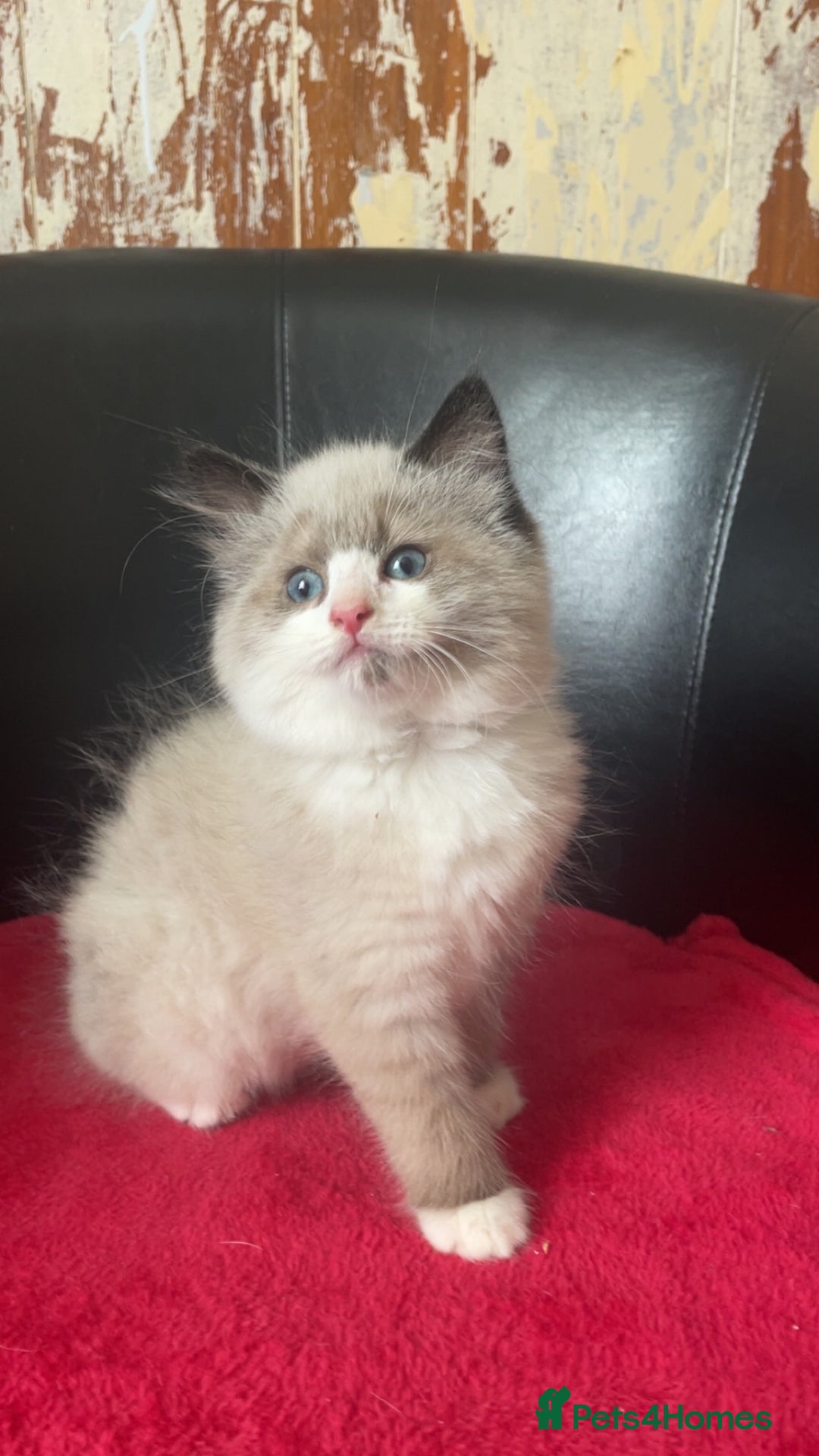 Mixed Breed cats for sale: Beautiful male kitten for sale - Image 1