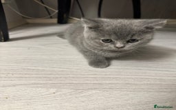 British Shorthair cats for sale: BEAUTIFUL BABY BLUE KITTENS  - Image 13