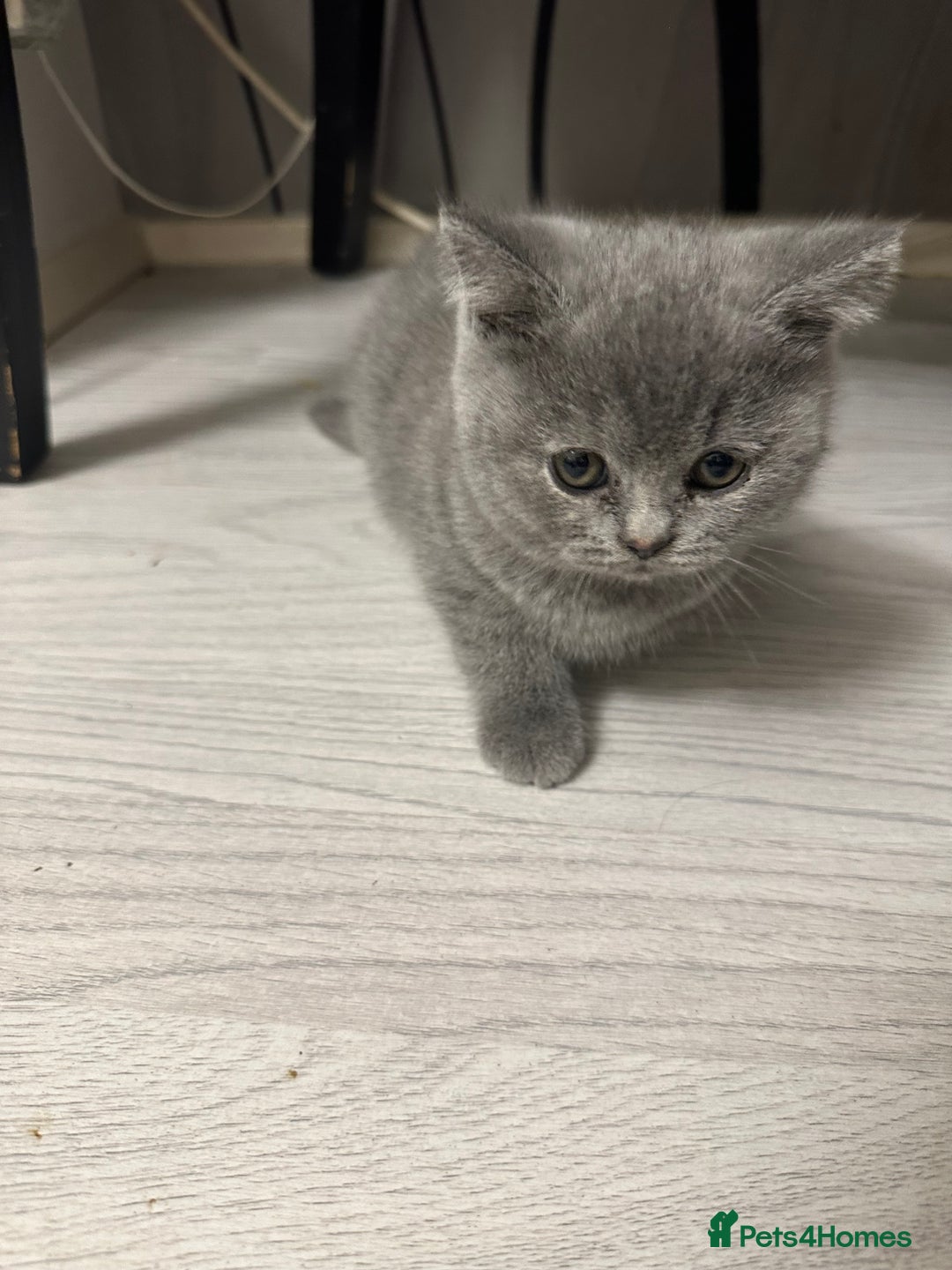 British Shorthair cats for sale: BEAUTIFUL BABY BLUE KITTENS  - Image 13