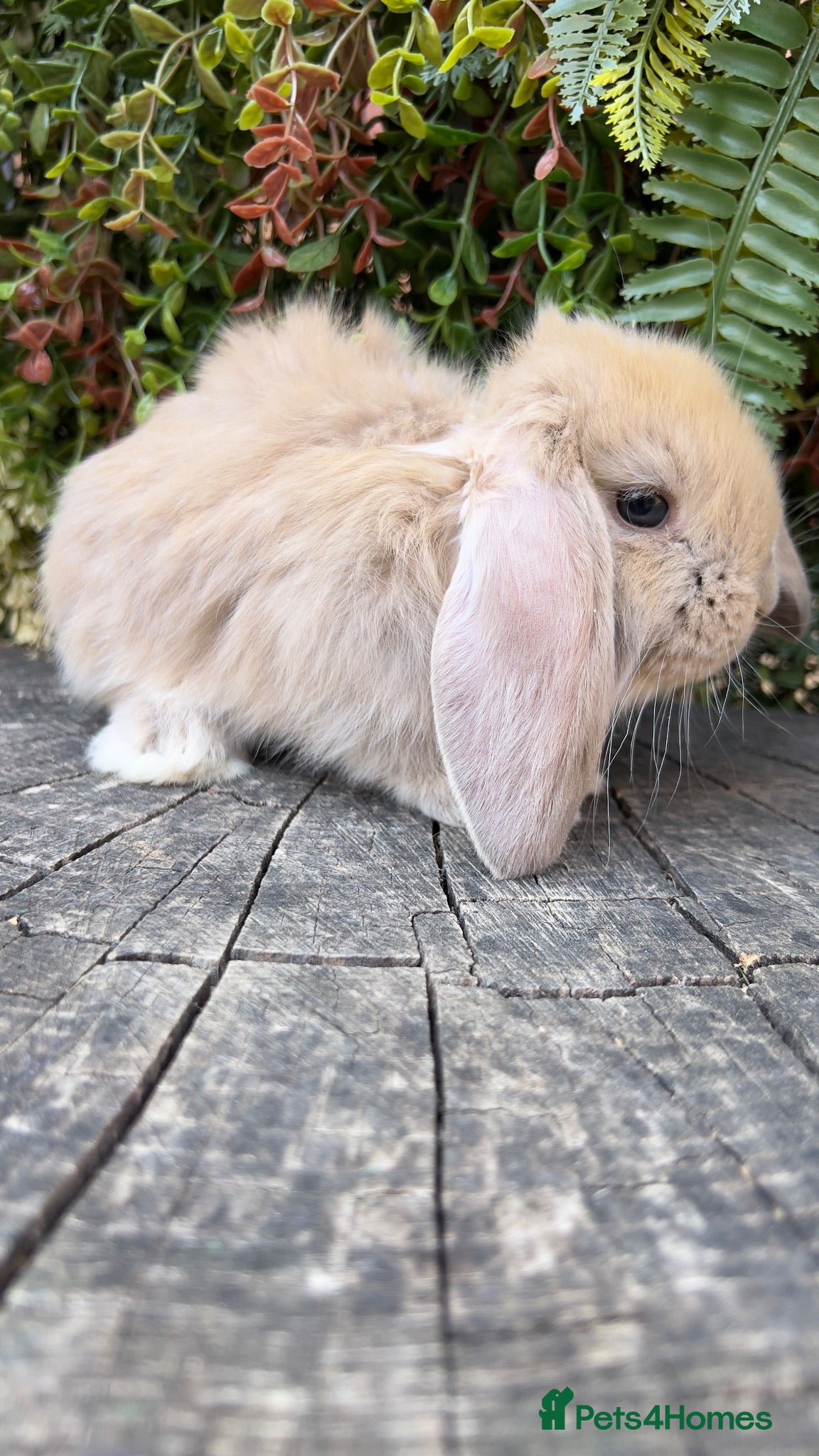 French Lop rabbits Quality pedigree French Lops - Advert 2