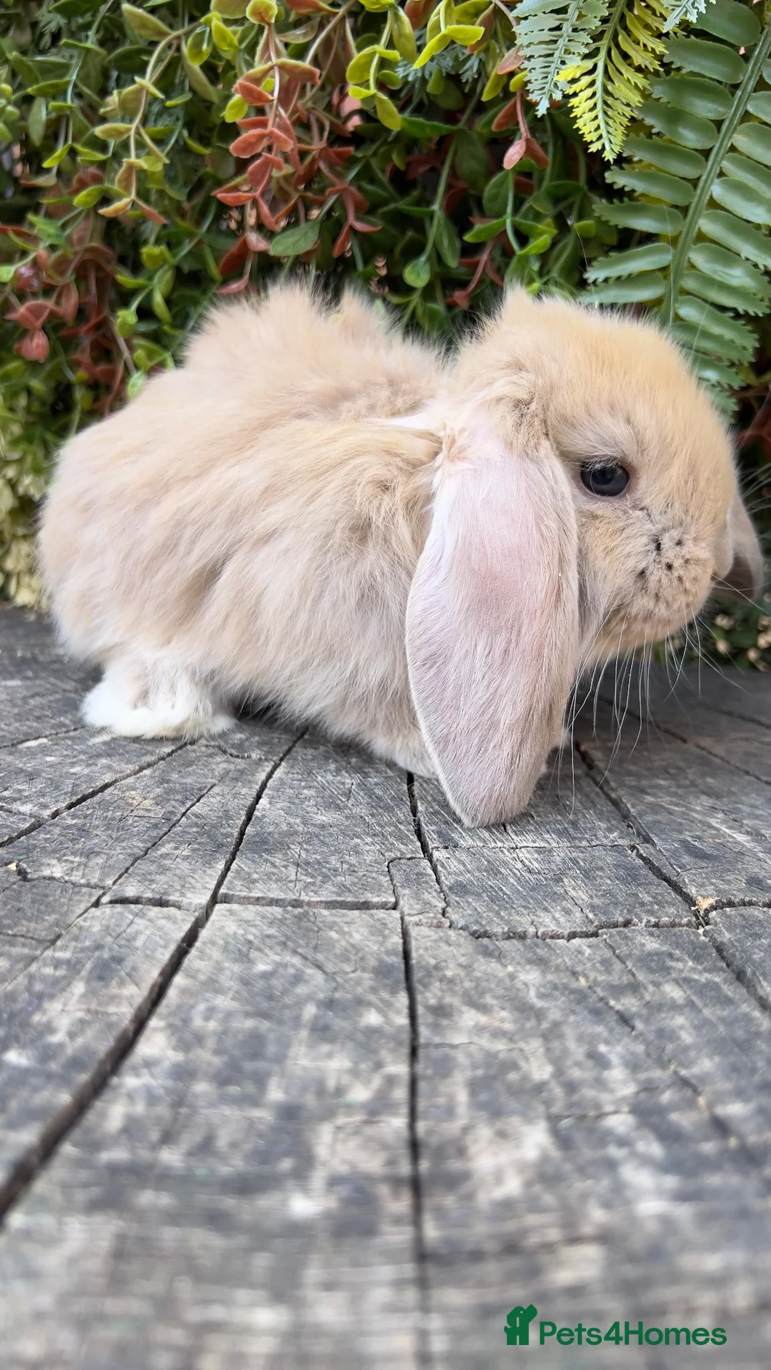 French Lop rabbits for sale: Quality pedigree French Lops - Advert 2