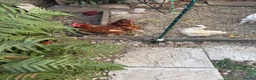 Chickens poultry for sale: Egg laying chicken  - Advert 4