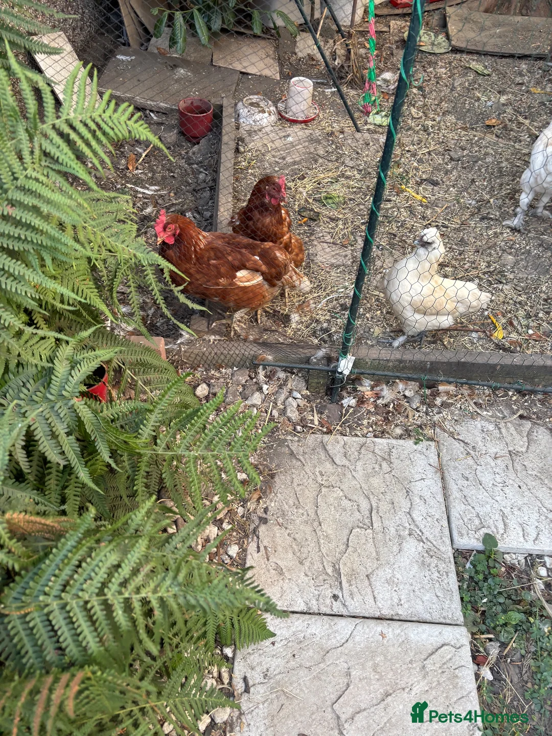 Chickens poultry for sale: Egg laying chicken  - Advert 4