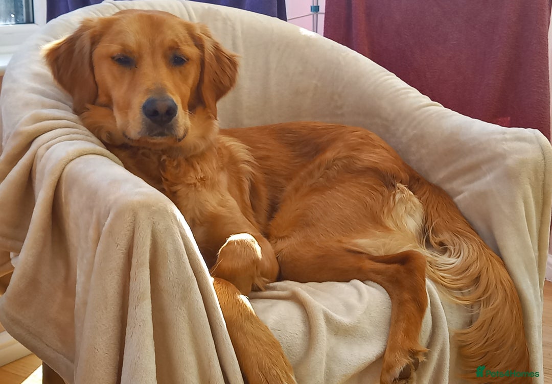 Golden Retriever dogs for sale: Dark KC Golden Retriever in Bridlington - Image 5